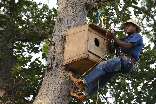 Os filhotes têm a data de nascimento anotada e serão acompanhados até o primeiro voo , que leva cerca de 12 meses para acontecer |