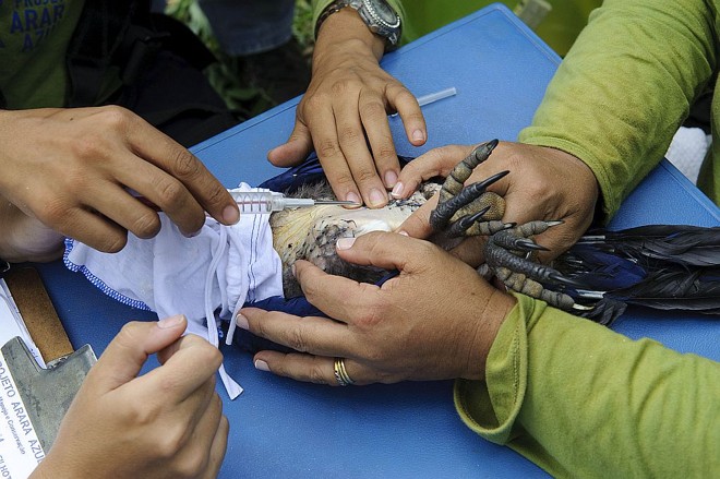 As araras acompanhadas pelo projeto recebem anilhas e microchips . O equipamento não permite o acompanhamento via GPS , mas é possível saber se o pássaro foi monitorado |