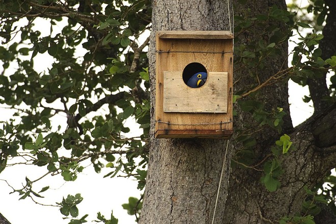 As araras - azuis efetivamente adotam os ninhos |