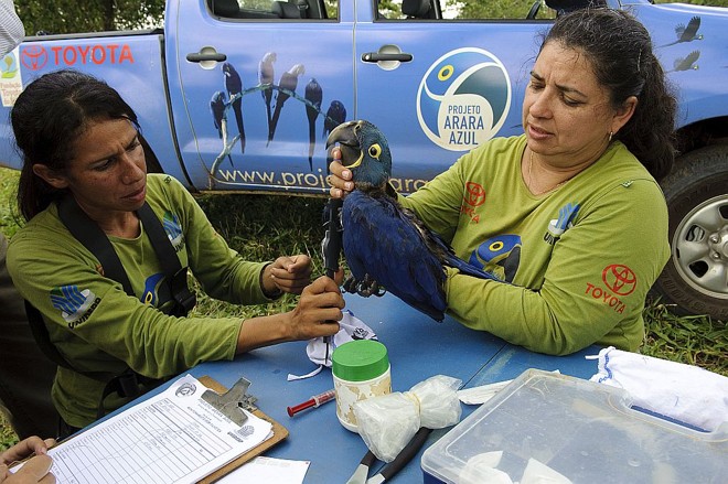 Também são medidos o tamanho das asas, do bico e da cauda |
