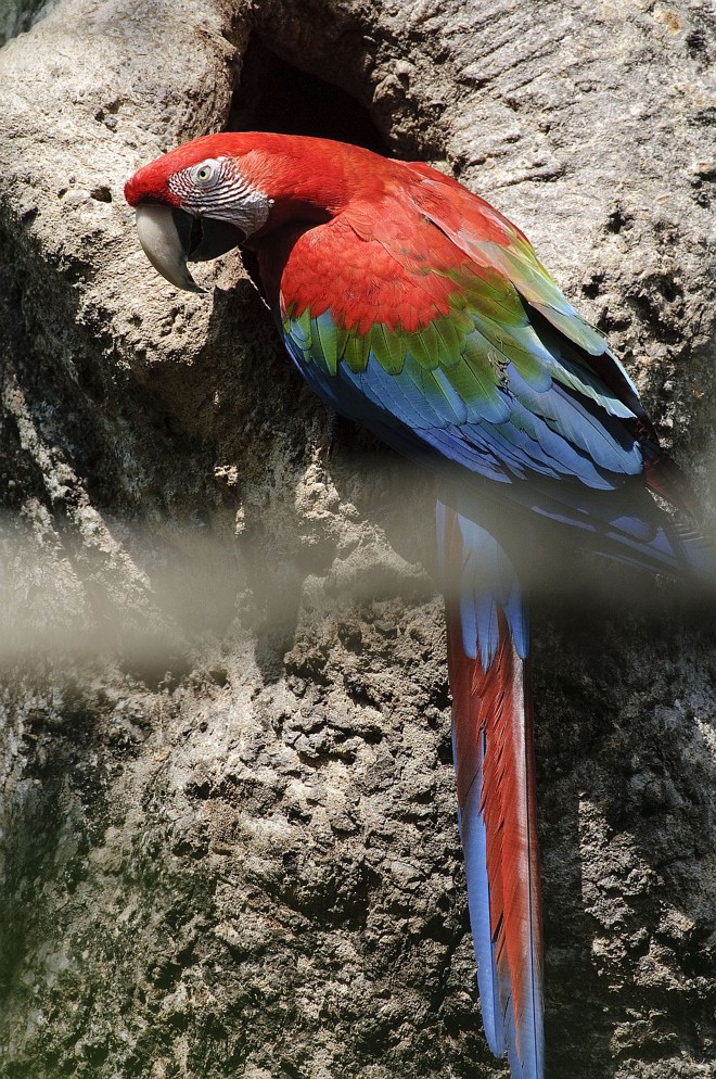 As araras - vermelhas se aproveitam dos ninhos artificiais . Seu comportamento , porém , não é tão amistoso com o homem |