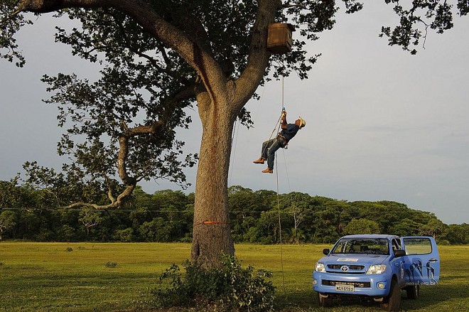 Além de monitorar os ninhos naturais, o projeto instala abrigos artificiais. A