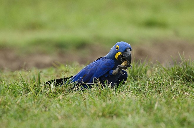 Ao contrário do que se imagina , as aves não se alimentam de restos de frutas . Dois frutos de palmeiras respondem pela sua dieta , o Acuri e a Bocaiuva . Na imagem , a Bocaiuva |