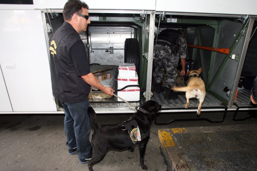 Cadelas treinadas fazem fiscalização em busca de entorpecentes: durante o ano, animais são levados a escolas para fazer demonstrações aos alunos de Curitiba. Ideia é conscientizar as crianças sobre os perigos das drogas | Hedeson Alves/Gazeta do Povo