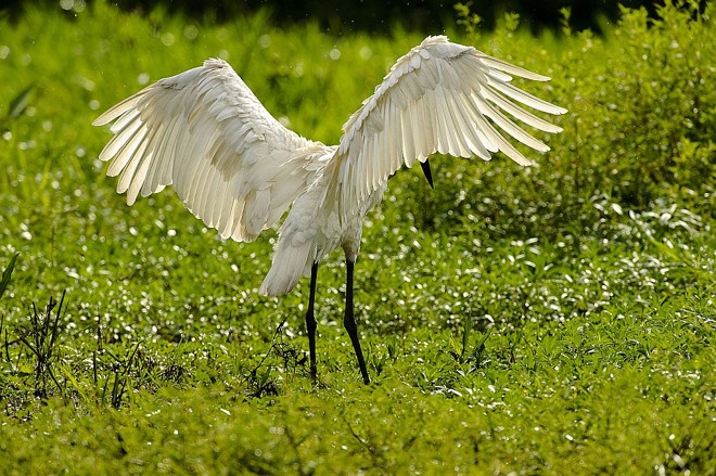 A ave - símbolo do Pantanal , o Tuiuiú |