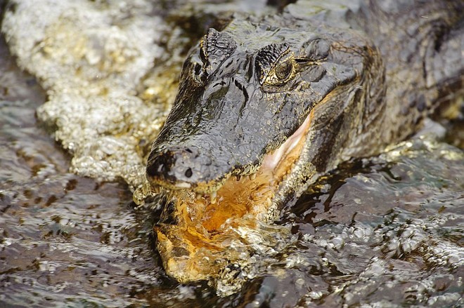 Outro animal marcante do pantanal sul - mato - grossense , o jacaré |