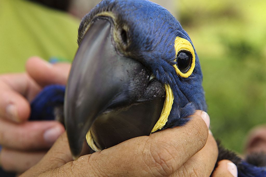 Detalhe do charme das araras-azuis: a coloração amarela em volta dos olhos e no bico | Fotos: Luciano Candisani