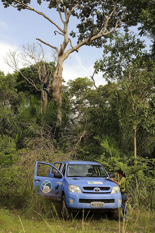 Geralmente , os ninhos estão em áreas de vegetação mais fechada |