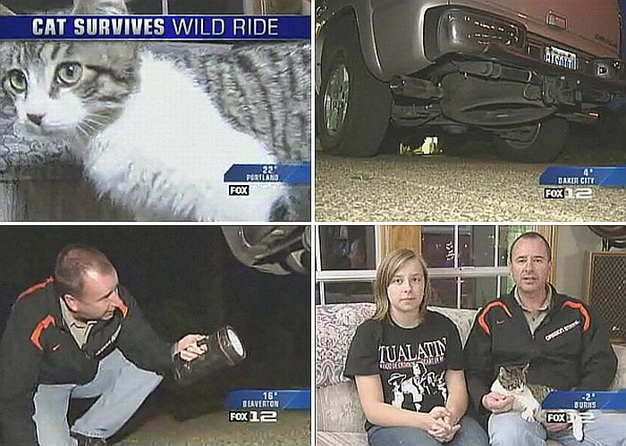 Marc Lichty só encontrou animal sob o veículo quando chegou em casa, 200 quilômetros depois | Reprodução/Fox