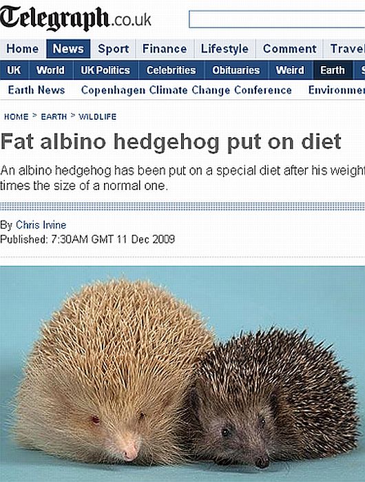 "Snowball" é três vezes mais pesado do que ouriços "normais" | Reprodução/Telegraph