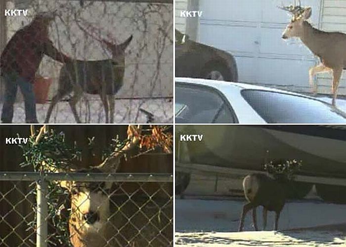 Uma das possibilidades é que o veado tenha enroscado o adereço nos chifres | Reprodução/KKTV