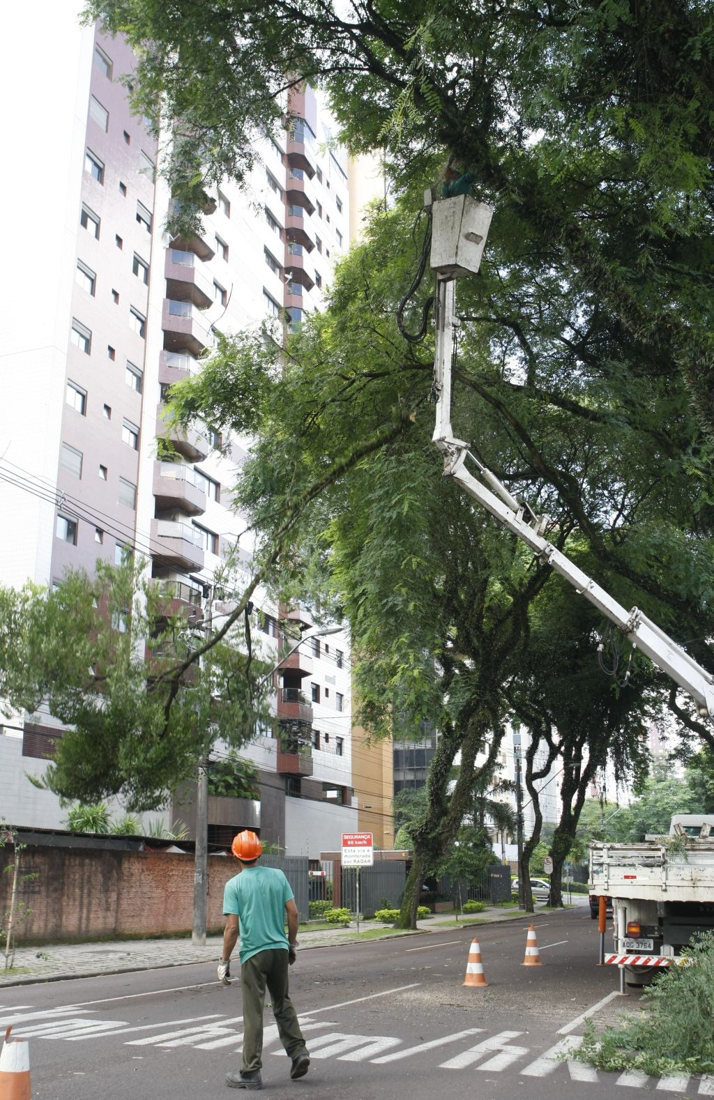 Cortes e podas só são autorizadas se o solicitante apresentar motivo pertinente | Aniele Nascimento/ Gazeta do Povo