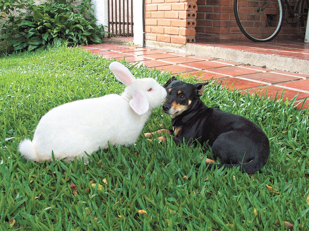 | Colaboração do leitor Bruno Müller