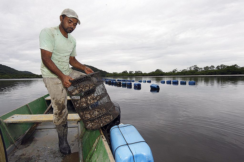 Elvislei Ferreira recolhe lanternas de ostras no sítio Sambaqui, em Guaratuba | Fotos: Valterci Santos / Gazeta do Povo
