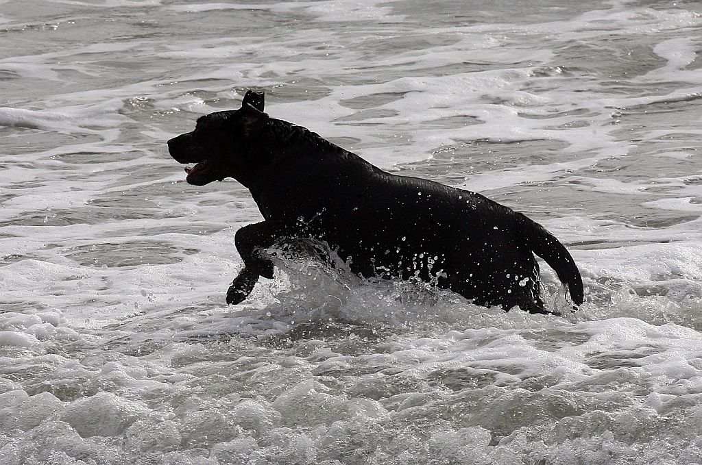 Em Matinhos, lei já proíbe a circulação e permanência de animais nas areias das praias. Mas multas só devem ser aplicadas na próxima temporada | Hedeson Alves/Gazeta do Povo