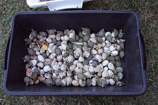 No total, 773 tartarugas nasceram em criadouros clandestinos | 