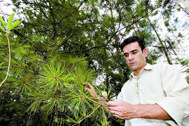 Pinus extraído da Serra do Mar será usado por madeireiras e serrarias da região |