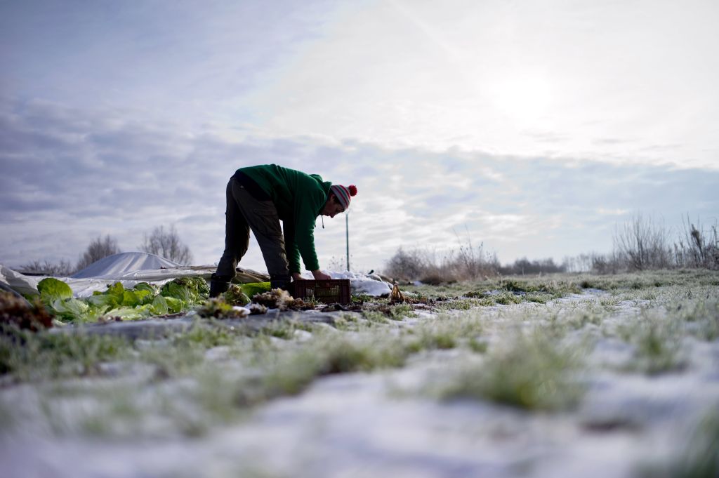Produtor francês avalia os estragos provados pela neve: país é maior beneficiado pelos subsídios | Jeff Pachoud/AFP