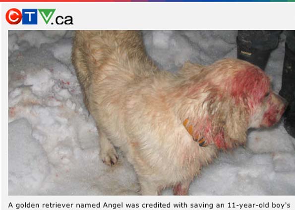 Foto reproduzida pela TV canadense mostra Angel suja de sangue após o ataque | Reprodução