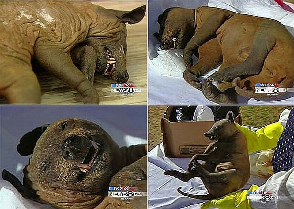Criatura foi encontrada morta em um campo de golfe do condado de Wise | Reprodução/WFAA-TV