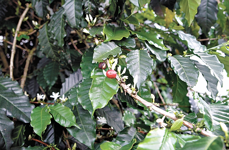 | Aniele Nascimento/GP