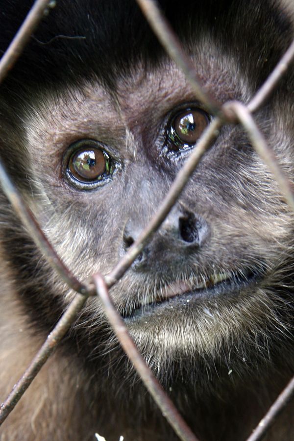 Macaco-prego em viveiro do Cetas, que recebe animais capturados e feridos | Henry Milleo/Gazeta do Povo