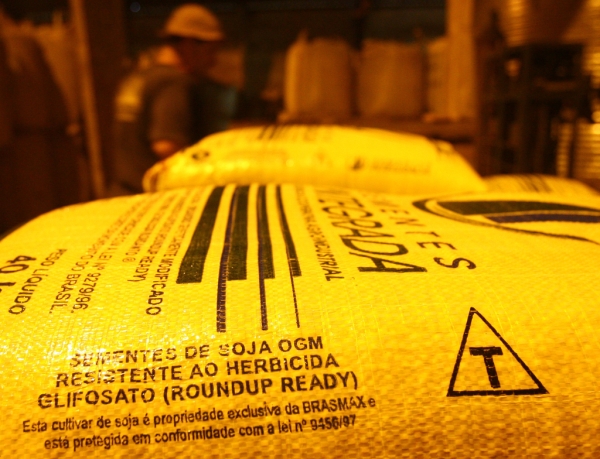 Semente de soja geneticamente modificada: Brasil deve expandir ainda mais área de transgênicos em 2010 | Rodolfo Bührer/ Gazeta do Povo