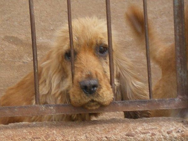 Dora, hoje com quatro anos, foi recuperada e está pronta para ser adotada novamente | Divulgação