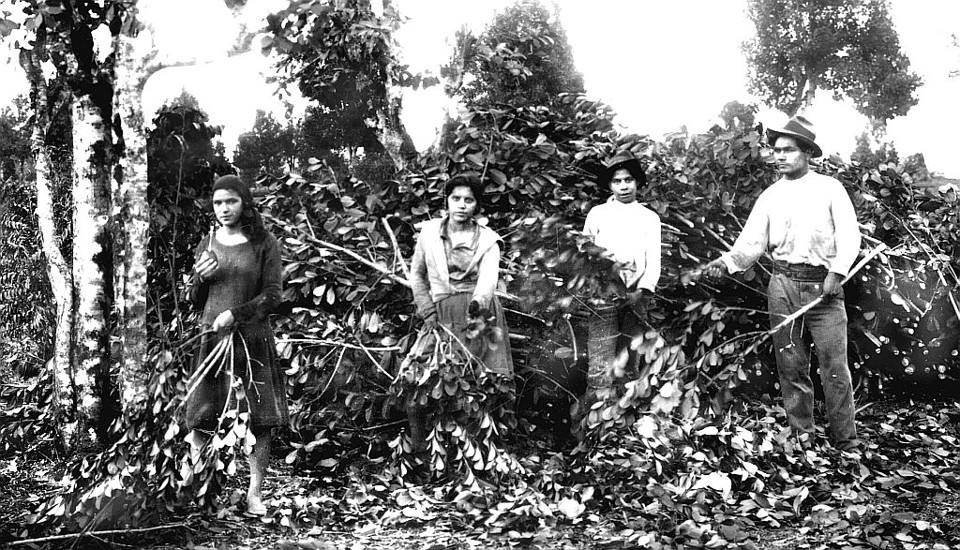 Uma família de colonos prepara os feixes de galhos de erva que foram podados e em seguida entrarão na sapecada | 