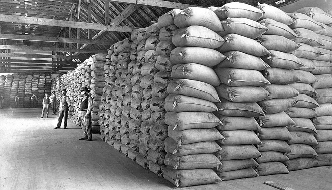 Depois de cancheada, moída e ensacada era industrializada. Para o consumo interno era processada de imediato para preservar a cor verde. Ao mercado externo devia ficar depositada entre 6 meses a dois anos, quando pegava uma tonalidade ama­­relada. Foto de 1916 | 