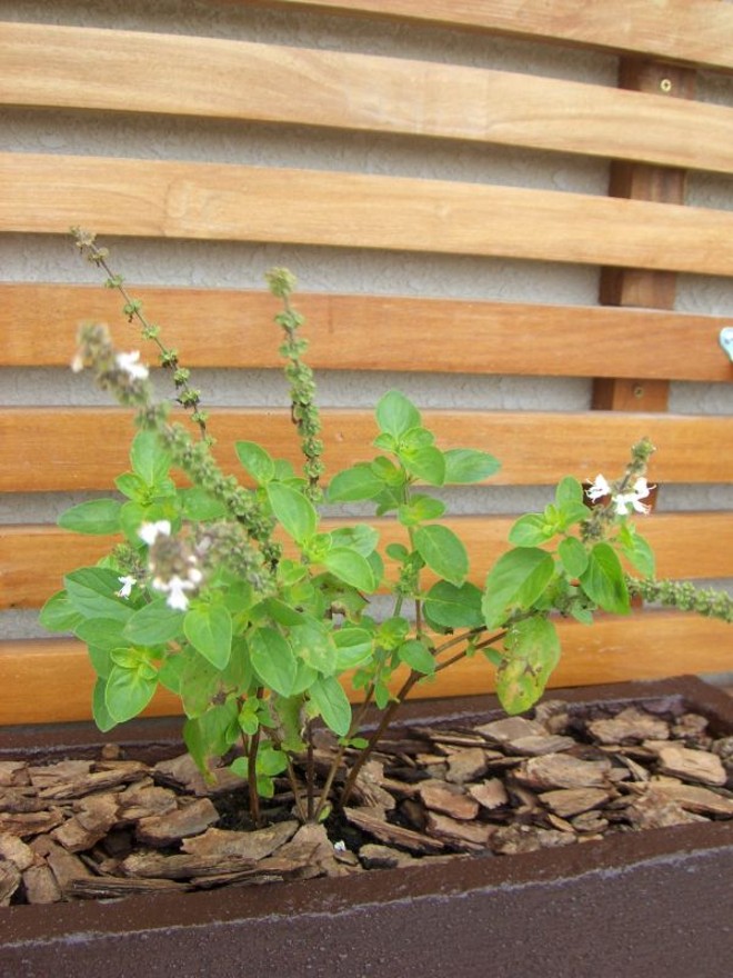 O manjericão pode ser plantado tanto em herbários quanto em hortas | 