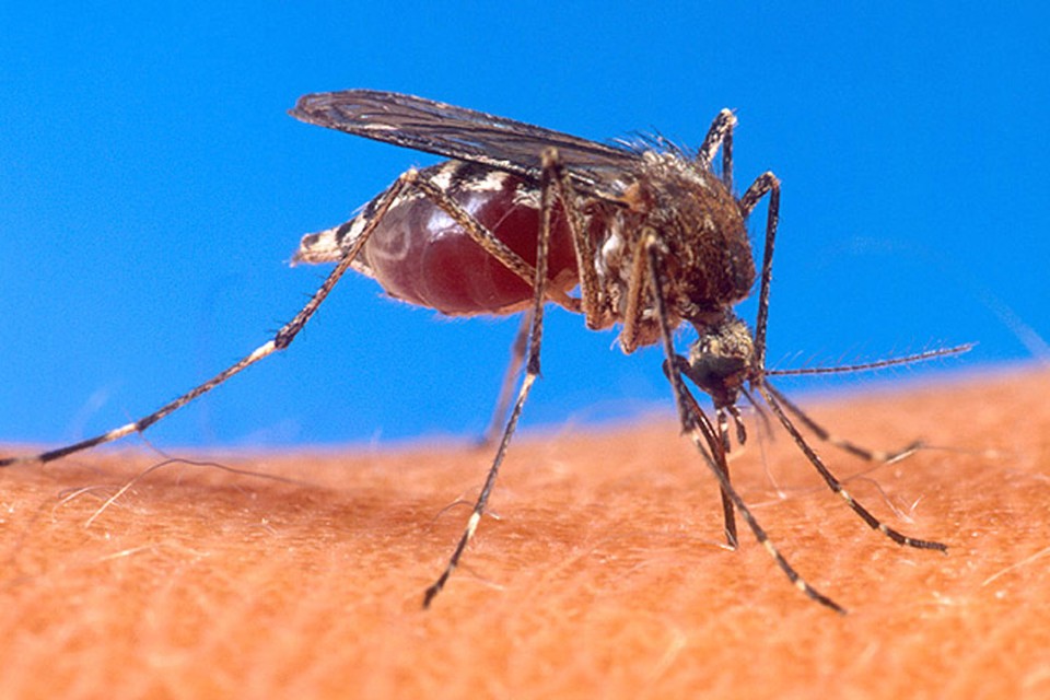 Preocupados com o crescimento rápido da doença, a Secretaria de Saúde lançará mais duas campanhas de combate ao mosquito Aedes aegypti | Sesa