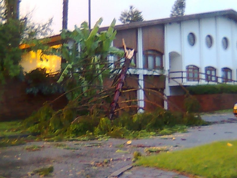 Juliane Gavazzoni registrou a queda de uma árvore, no Jardim Social | Juliane L. Gavazzoni/Divulgação