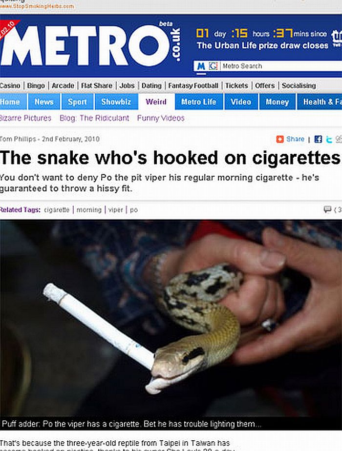 Segundo o dono, o animal fica irritado quando não fuma | Reprodução/Metro