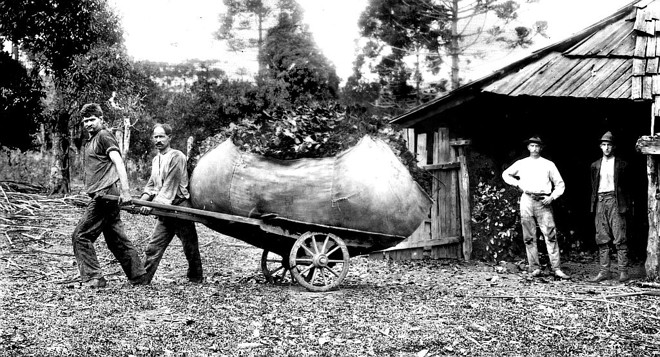 A erva em feixes é transportada para a secagem em barbaquás ou carijos através de carroças ou mesmo em carrinhos de mão, como o que aparece na foto | 