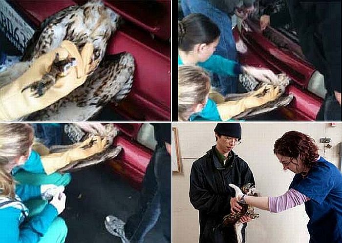 Veterinários usaram chave de fenda para retirar a ave da grade | Reprodução