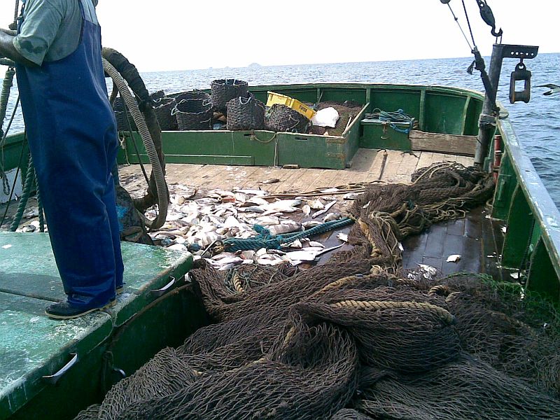 Dez toneladas de peixes foram apreendidas | Divulgação/PF