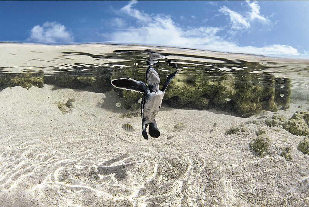 Luciano Candisani, que há 12 anos clica para a revista National Geographic, é um dos cinco fotógrafos brasileiros que exibem portfólios na Casa Andrade Muricy | Luciano Candisani /Divulgação