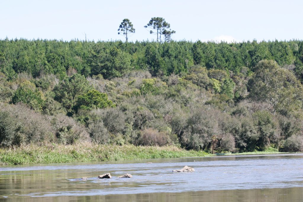Discussão sobre a extensão da mata ciliar protegida será uma dos principais debates relativos às novas leis ambientais | Aniele Nascimento/Gazeta do Povo