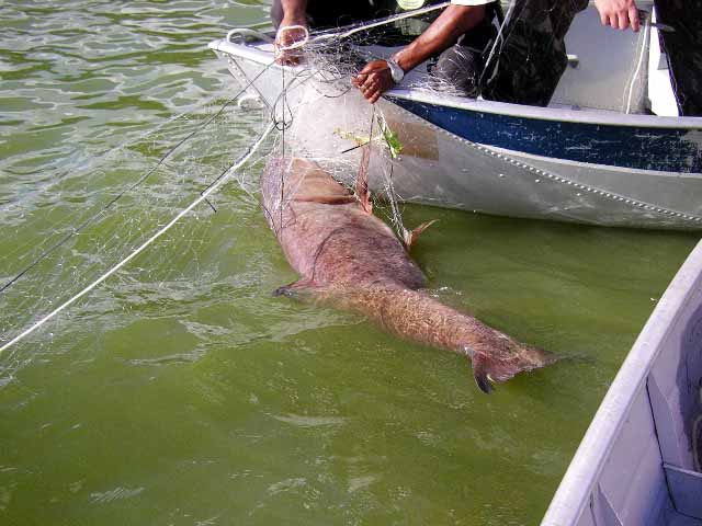 Durante quatro meses, foram apreendidas no Paraná 30 redes de arrastos e outros 13.8 mil metros de redes em Umuarama e Maringá | Sema/Divulgação