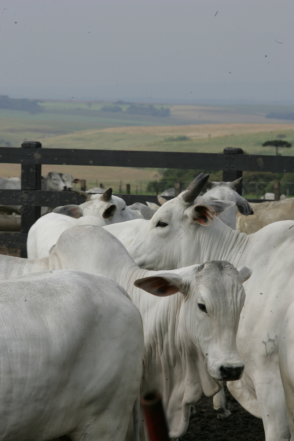Rebanho paranaense: vendas ao mercado interno são menos rentáveis | Aniele Nascimento/ Gazeta do Povo