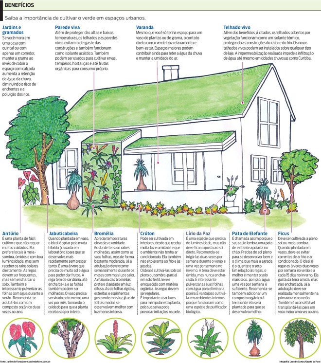 Saiba a importância de cultivar o verde em espaços urbanos |