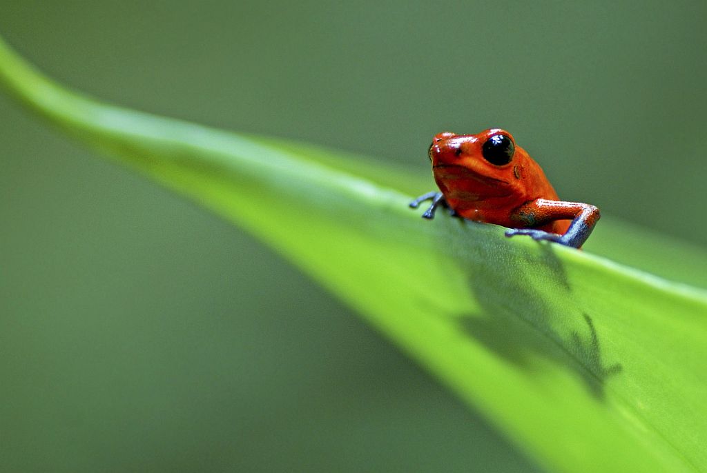 Tecnologia de última geração empregada na captação das imagens, todas em altíssima resolução | Edwin Giesbers/Divulgação