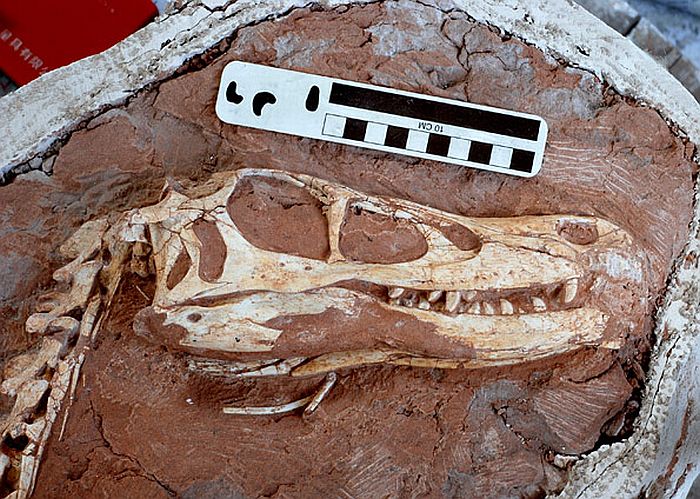 Carnívoro era rápido e ágil | Choiniere/Divulgação