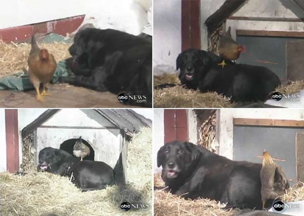 Cachorro e galinha se tornam amigos nos Estados Unidos | Reprodução/ABC News