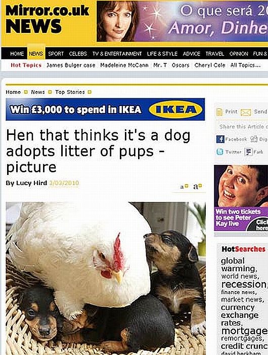 Galinha "Mabel" aquece filhotes de cadela | Reprodução/Daily Mirror