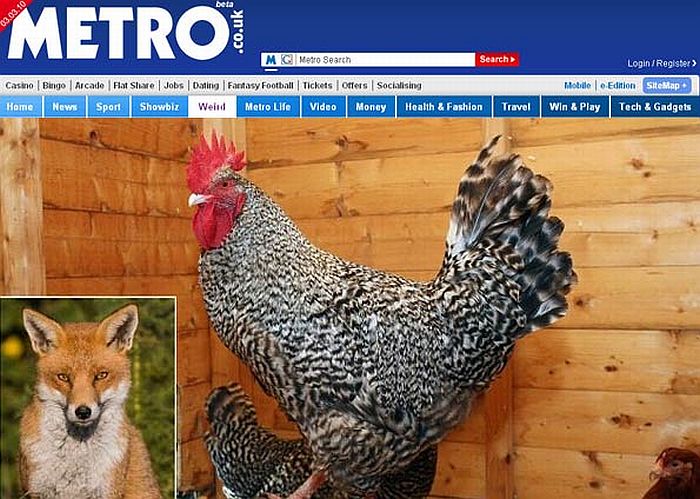 Dude comandou suas galinhas no ataque | Reprodução/Metro.co.uk