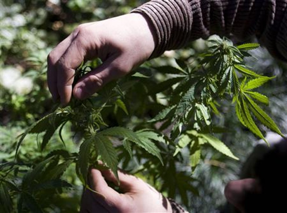O uso da maconha é maior nos Estados Unidos, Austrália e Nova Zelândia, seguido pela Europa | Reuters
