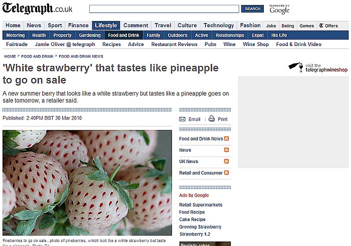 Apesar de parecer um morango o "Pineberry" tem gosto e cheiro de abacaxi | Reprodução/ Telegraph.co.uk
