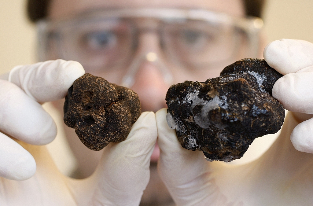 Cientista mostra a diferença entre a trufa Périgord (direita) e a chinesa | Vincent Kessler/Reuters